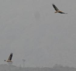 Egyptian vultures, Djibouti